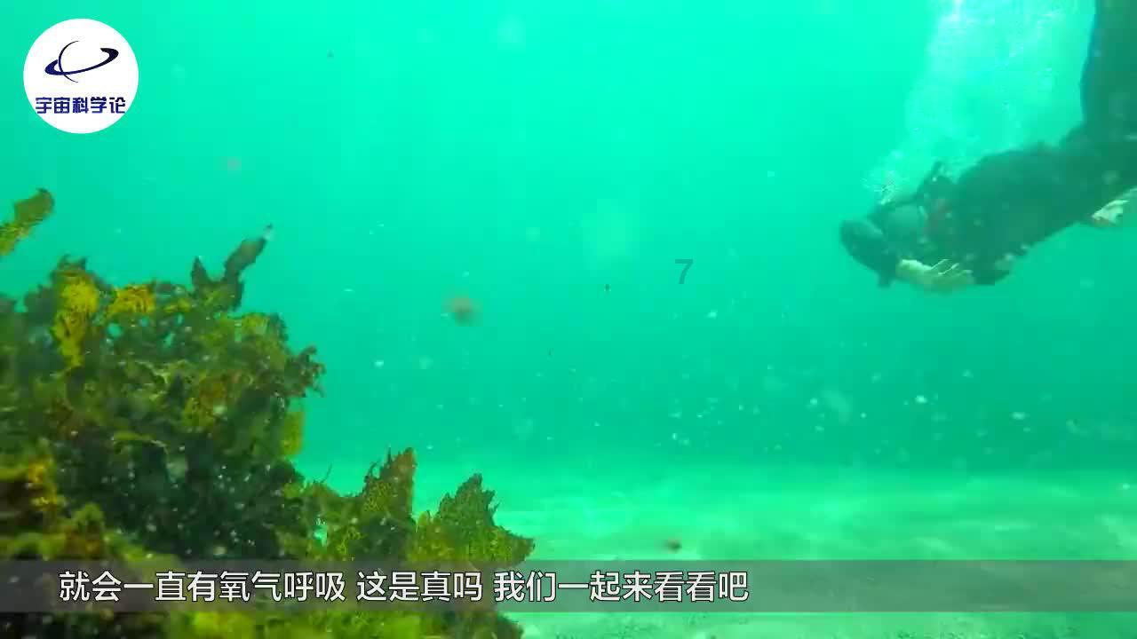 救援白色小猫